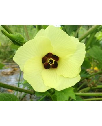 Okra 'Clemson Spineless'