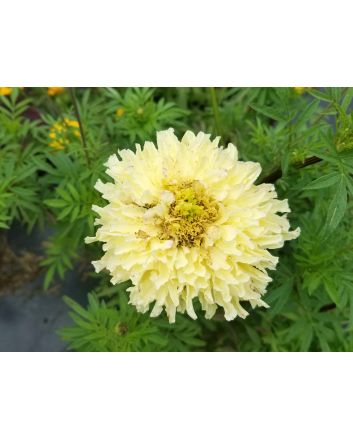 Marigold 'Snowdrift' 