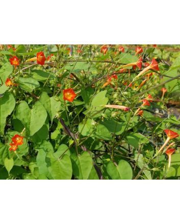 Morning Glory Scarlet Creeper 'Sunspots' 