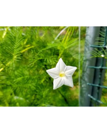 Morning Glory Cypress Vine, Red and White 