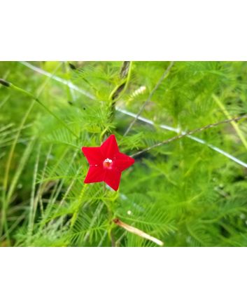 Morning Glory Cypress Vine, Red