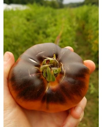 Tomato 'Ananas Bleue'