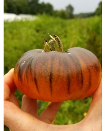 Tomato 'Ananas Bleue'