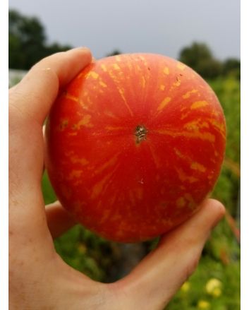 Tomato 'Roughwood Golden Tiger' 