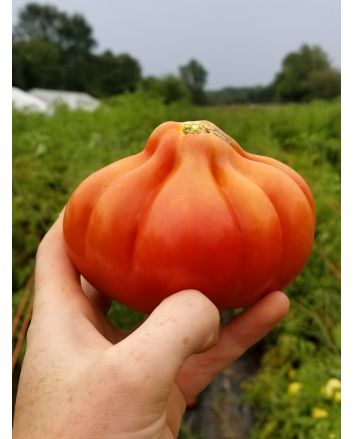 Tomato 'Belmonte'