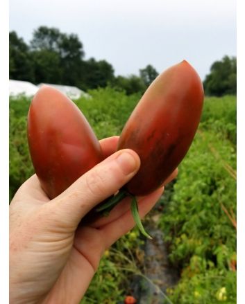 Tomato 'Black Icicle' Seeds (Naturally Grown) 