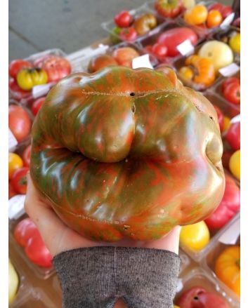 Tomato 'Girl Girl's Weird Thing' 