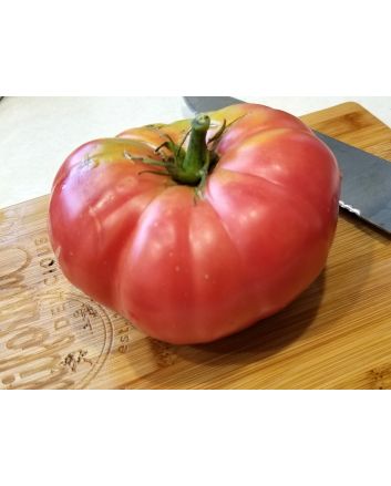 Tomato 'Brandywine Sudduth's Strain' 