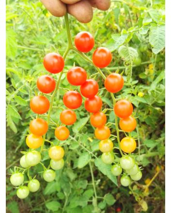 Tomato 'Red Currant Spoon' Seeds (Naturally Grown)