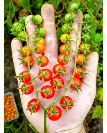 Tomato 'Red Currant Spoon' Seeds (Naturally Grown)