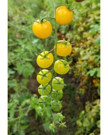 Tomato 'Yellow Currant Spoon'