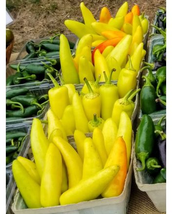Hot Banana Pepper 'Hungarian Yellow Wax'