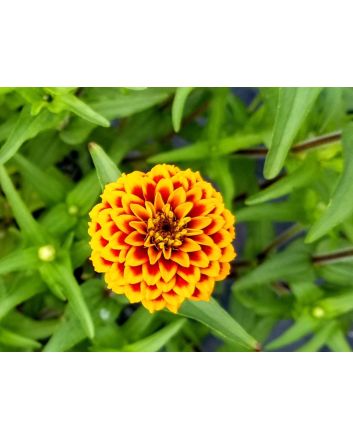 Zinnia 'Aztec Sunset Mix' Seeds (Naturally Grown)