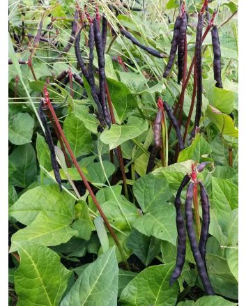Cowpea 'Pinkeye Purple Hull'