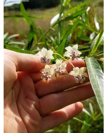 Balloon Plant AKA Hairy Balls Milkweed