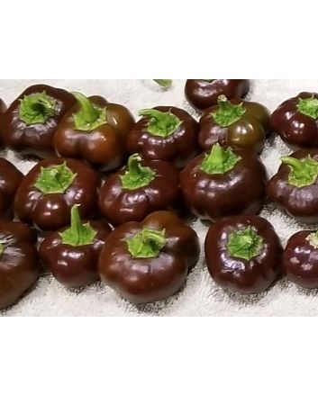 Sweet Pepper ‘Mini Chocolate Bell’ Seeds (Naturally Grown)
