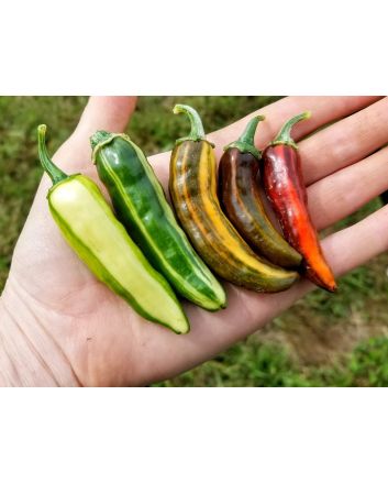 Hot Pepper ‘Fish’ Seeds (Naturally Grown)