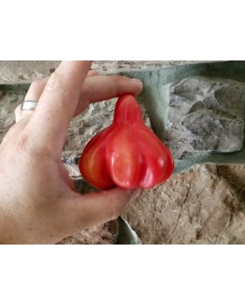 Tomato 'Tlacolula Pink' AKA 'Tlacolula Ribbed' 
