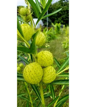 Balloon Plant AKA Hairy Balls Milkweed