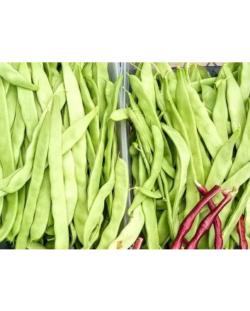Pole Bean 'Helda' 