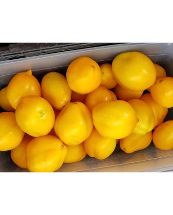 Tomato 'Plum Lemon' 