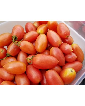 Tomato 'Maglia Rosa' 