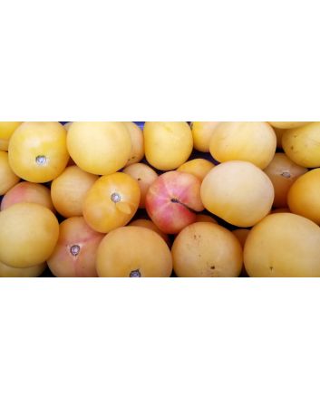 Tomato 'Garden Peach'
