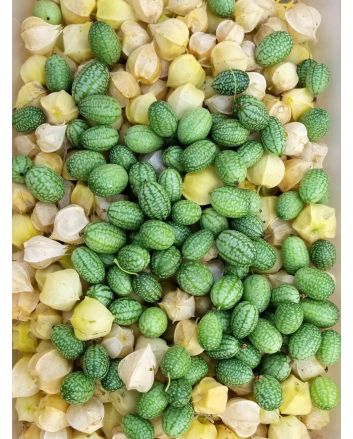 Cucumber 'Mouse Melon' or 'Mexican Sour Gherkin' 