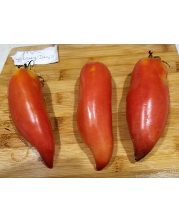 Tomato 'Jersey Devil' 