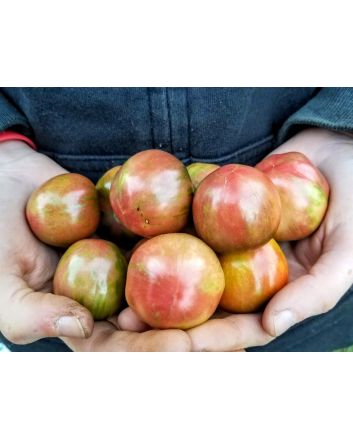 Tomato 'Black Vernissage' 
