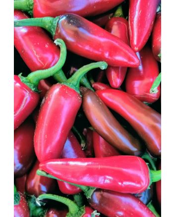 Hot Pepper ‘Fresno’ 