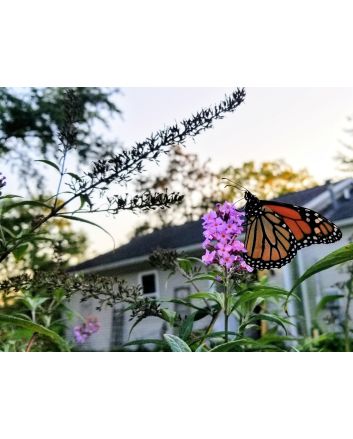Purple Butterfly Bush AKA Summer Lilac 