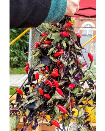 Hot Ornamental Pepper ‘Fluorescent Purple’ 