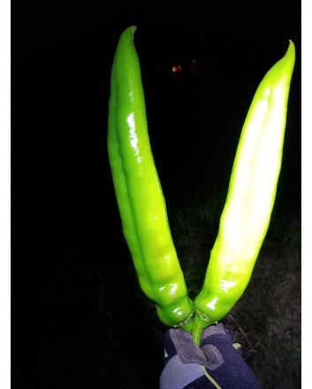 Hot Pepper ‘Big Jim Legacy’ 