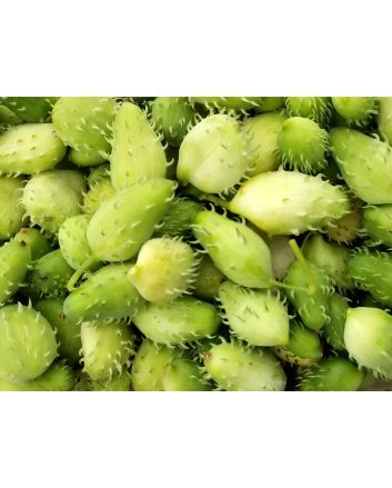 Achocha Fat Baby Cucumber
