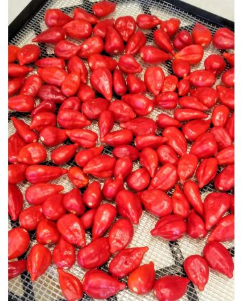 Hot Pepper ‘Inca Red Drop’ 