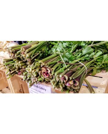 Celery 'Red Stalk' 