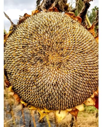 Sunflower 'Mammoth Grey Stripe'