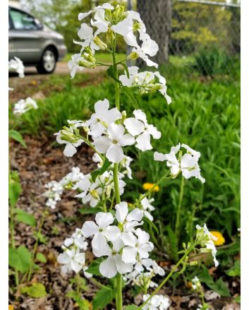 Money Plant AKA Silver Dollar 'Alba' Seeds (Naturally Grown)