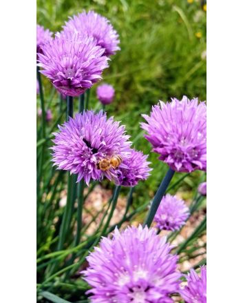 Chives, Common