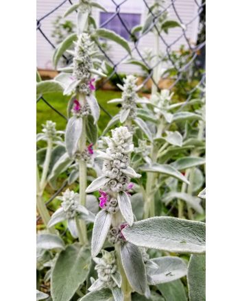 Lamb's Ear 