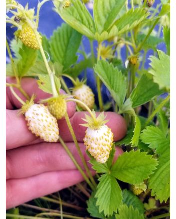 Alpine Strawberry 'White Soul' 