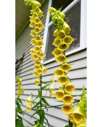 Small Yellow Foxglove
