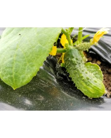 Cucumber 'National Pickling' Plants (6PK)