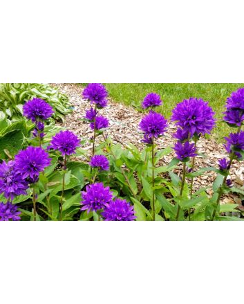 Clustered Bellflower 