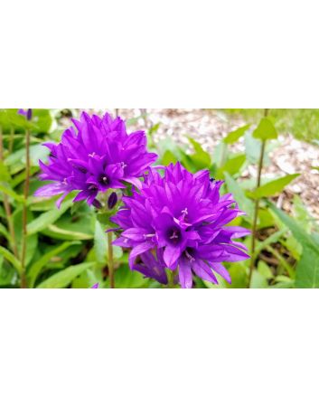 Clustered Bellflower 