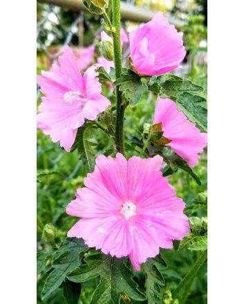 Tree Mallow 'Rosea' 