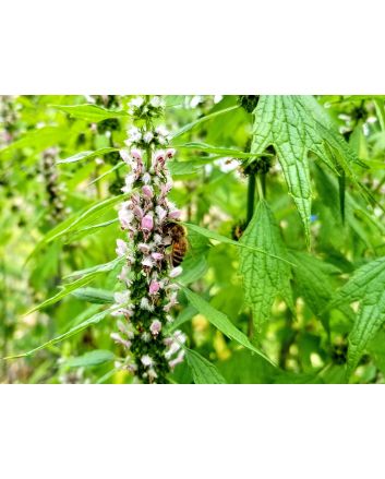 Herb 'Motherwort' Plant (4" Pot)