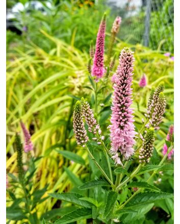 Speedwell ‘First Love’ 