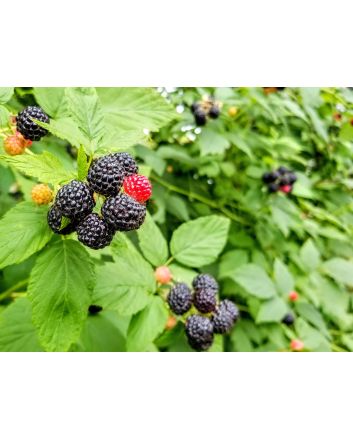 Wild Black Raspberry Plant (4" Pot, single)